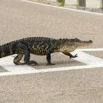 AlligatorInRoad2 AlligatorInRoad2