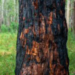 Accident_Tree2 Accident_Tree2