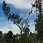 FallingTree FallingTree