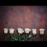 6_Roses 6_Roses